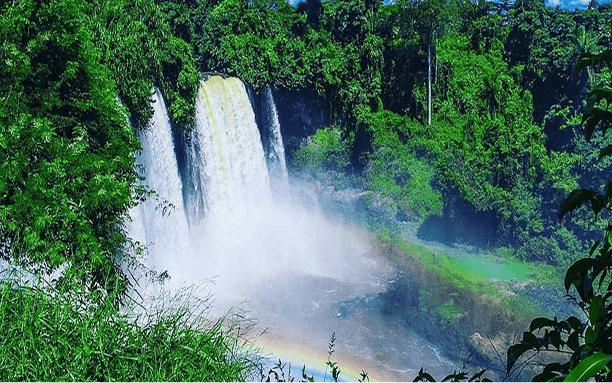 Rainforest Waterfalls